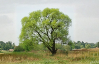 Black Willow Tree Cuttings, Salix nigra, Unrooted Propagation, Fast-Growing Deciduous Tree, Moist Soil, Full Sun