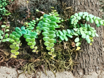 Marcgravia Umbellata Shingling Vine - Tropical Climbing Plant for Terrarium Vivarium Growth