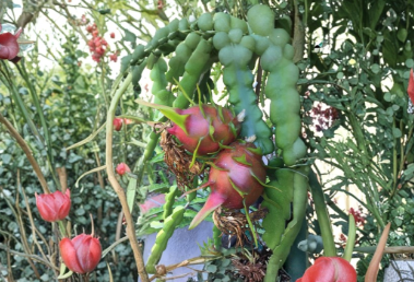Red Dragon Fruit Condor Cuttings – 9-14 Inch Selenicereus Climbing Cactus for Propagation