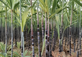 Dark Purple Sugarcane Rooted Cuttings Live Sugar Cane Plants for Garden or Container Growing Saccharum officinarum