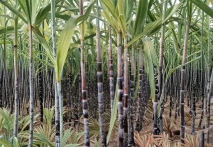 Dark Purple Sugarcane Rooted Cuttings Live Sugar Cane Plants for Garden or Container Growing Saccharum officinarum