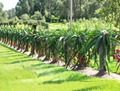 Dragon Fruit Cutting - Pitaya Delight Variety, 6+ Inch Unrooted Hylocereus Cactus for Propagation