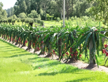 Dragon Fruit Cutting - Pitaya Delight Variety, 6+ Inch Unrooted Hylocereus Cactus for Propagation