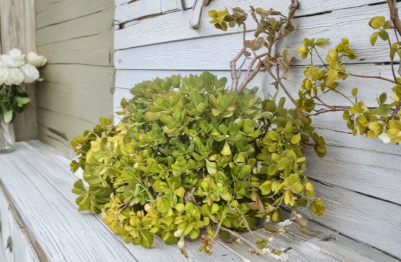 Unrooted Jade Plant Cuttings, Crassula Ovata, Succulent Propagation, 4-6 Inches, Thick Green Foliage, Indoor & Outdoor