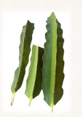 Vietnam White Dragonfruit Cuttings 3 Pack | Hylocereus spp. Climbing Cactus for Propagation