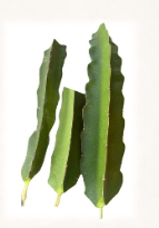 Vietnam White Dragonfruit Cuttings 3 Pack | Hylocereus spp. Climbing Cactus for Propagation