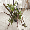 Epiphyllum hookeri Cuttings, Night Blooming Cactus, Trailing Orchid Cactus Stems, Unrooted 6-8 Inches, Hanging Basket Plant