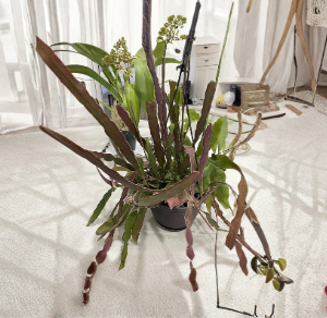 Epiphyllum hookeri Cuttings, Night Blooming Cactus, Trailing Orchid Cactus Stems, Unrooted 6-8 Inches, Hanging Basket Plant