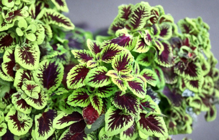 Unrooted Coleus Cuttings Set of 10 Tropical Foliage Plants for Partial Shade - Coleus scutellarioides