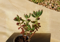 Jelly Bean Sedum Succulent Cuttings Set of 5, Unrooted, 4 Inches, Sedum pachyphyllum, Green Foliage, Perfect for Propagation
