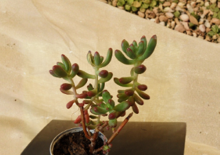 Jelly Bean Sedum Succulent Cuttings Set of 5, Unrooted, 4 Inches, Sedum pachyphyllum, Green Foliage, Perfect for Propagation