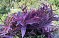 Purple Heart Plant Cuttings 5 Count | Tradescantia pallida Unrooted Perennial Trailing Groundcover