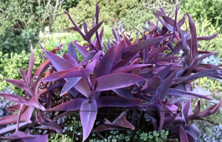 Purple Heart Plant Cuttings 5 Count | Tradescantia pallida Unrooted Perennial Trailing Groundcover