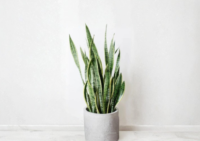 Snake Plant Clippings, Unrooted Leaf Cuttings for Propagation, Sansevieria trifasciata, Indoor Houseplant