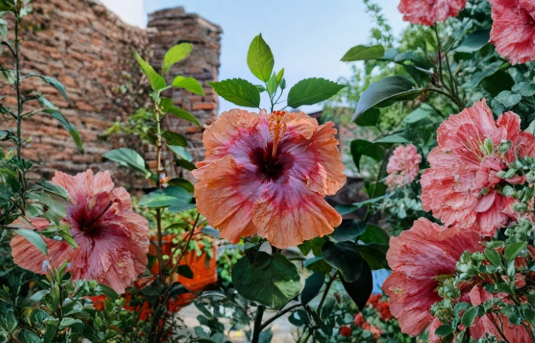 Sakuras Rainbow Valley Hibiscus Cuttings 2 Live Tropical Flower Stems for Rooting, Multicolor Blooms, Hibiscus rosa-sinensis