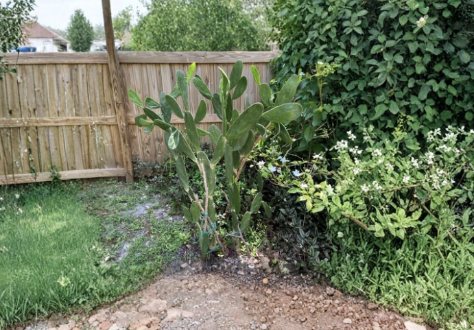 Opuntia Prickly Pear Cactus Cutting Napoles Variety Unrooted Green Drought Tolerant Desert Plant