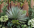 Agave Angustifolia Variegata Baby Plants 5 Pieces | Caribbean Agave Succulent Offsets