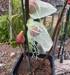 Organic Moscatel Preto Fig Cuttings – 2 Pack for Rooting & Grafting, Ficus Carica, Dark Purple Fruit, Mid-Season, Deciduous Tree