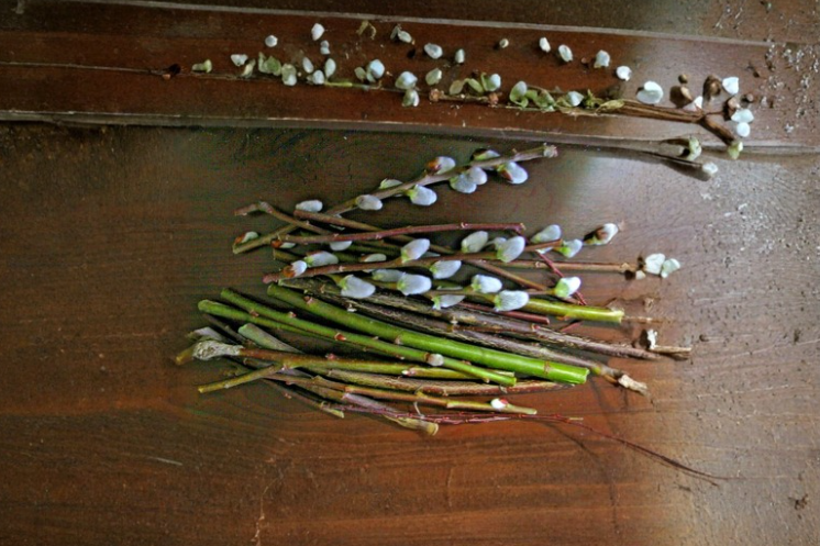 White Pussy Willow Cuttings 15 Salix discolor 6-inch for Rooting & Propagation