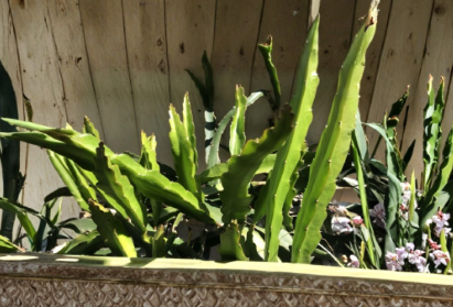 Dragon Fruit Cactus Cuttings 5 Pack Hylocereus spp. Ready to Plant, Fruit-Bearing Green Stems