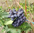 Sudarushka Grape Vine Hardwood Cuttings 2 Count Vitis vinifera Fruit Vine Propagation Stems for Backyard Vineyard