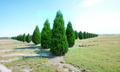 Eastern Red Cedar Cuttings 6-8 Inches for Rooting Juniperus virginiana Evergreen Tree Propagation