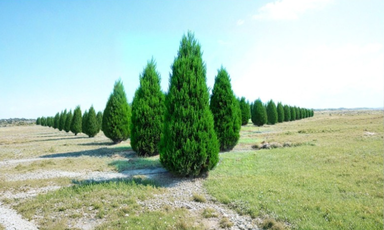 Eastern Red Cedar Cuttings 6-8 Inches for Rooting Juniperus virginiana Evergreen Tree Propagation