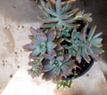 Succulent Cuttings - Pachyveria Blue Pearl Unrooted Rosettes, 2-Inch Diameter, Hybrid Succulent, Blue-Gray Foliage, Propagation Plant