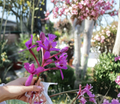 Epidendrum Orchid Keiki Cuttings – Purple Red White Blooms, Air Roots, Tropical Flowering Plant for Propagation