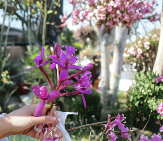 Epidendrum Orchid Keiki Cuttings – Purple Red White Blooms, Air Roots, Tropical Flowering Plant for Propagation