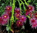 Dragon Fruit Cuttings 8-12 Inches | Pitaya Cactus Live Plant Stems for Rooting & Propagation