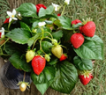 10 Fort Laramie Everbearing Strawberry Bare Root Plants | Cold Hardy Garden Berry Fragaria × ananassa