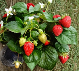 10 Fort Laramie Everbearing Strawberry Bare Root Plants | Cold Hardy Garden Berry Fragaria × ananassa