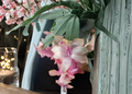 Christmas Cactus Cuttings Schlumbergera Live Unrooted Holiday Cactus Segments for Indoor Growing
