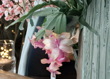 Christmas Cactus Cuttings Schlumbergera Live Unrooted Holiday Cactus Segments for Indoor Growing