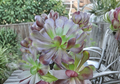 Aeonium Arboreum Atropurpureum Black Rose Cutting – Unrooted Succulent Stem for Propagation, Dark Burgundy Rosette, 4 Inch