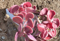 Trailing Jade Succulent Cuttings - Senecio jacobsenii, Unrooted Propagation Stems for Hanging Baskets & Containers