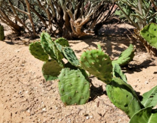 Opuntia humifusa Cactus Pad Cutting - Eastern Prickly Pear, Cold-Hardy, Native US, Well-Draining Soil, Full Sun