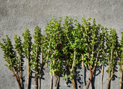 Portulacaria Afra Elephant Bush Succulent Cuttings - 40 Unrooted Stems for Propagation and Planting
