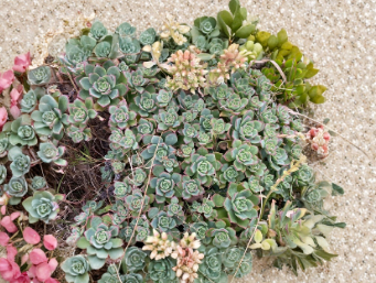 Unrooted Aeonium Kiwi Succulent Cuttings – Variegated Rosette Plant for Propagation, Green, Cream & Pink Edges