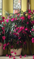 Christmas Cactus Pink Starter Plant | Schlumbergera spp. Indoor Flowering Houseplant