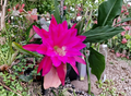 Epiphyllum Jeanette Davis Latimer Unrooted Cuttings – Orchid Cactus Stem Segments for Propagation, Trailing Epiphytic Cactus Plant