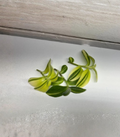 Variegated Fuzzy Sillamontana Cuttings – 3 Unrooted Tradescantia sillamontana ‘Variegata’ Houseplant, 3-4 Inches