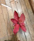 Pink Siam Aglaonema Unrooted Plant Cuttings - Tropical Chinese Evergreen Foliage, Pink and Green Variegated, Houseplant Propagation