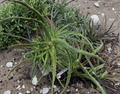 Unrooted Aloe arborescens Cuttings – Large Succulent Stems for Propagation, Garden & Container Planting