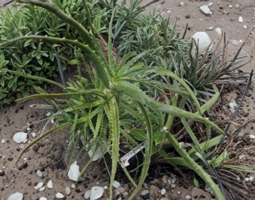 Unrooted Aloe arborescens Cuttings – Large Succulent Stems for Propagation, Garden & Container Planting