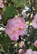 Confederate Rose Cuttings 2 Pack Hibiscus mutabilis Color-Changing Flower Shrub Unrooted Stems for Propagation