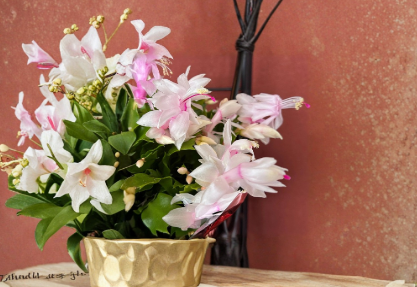 White Schlumbergera truncata Cuttings – 6 Unrooted Holiday Cactus Segments for Indoor Propagation, Christmas & Thanksgiving Blooming Plant