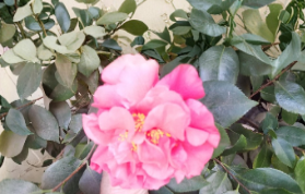 Light Red Camellia Cuttings Set – 8 Unrooted Stem Shoots for Grafting & Rooting – Evergreen Flowering Shrub, Camellia spp.