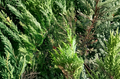 75 Leyland Cypress Unrooted Cuttings for Hedge Privacy Windbreak Evergreen Tree Stems